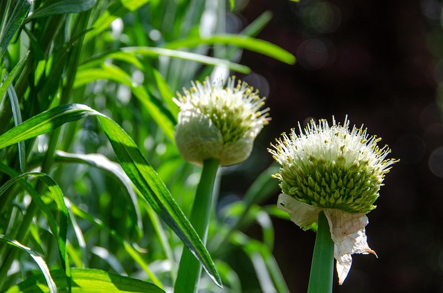 tarragon