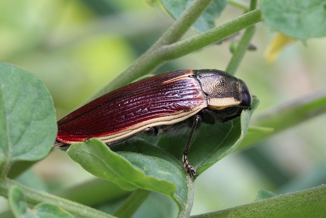 Hình ảnh minh họa ý nghĩa của từ tarsal