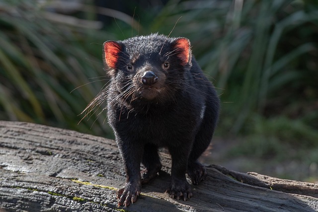 tasmanian devil