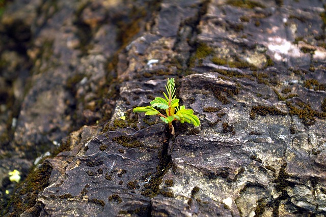tenacious generation