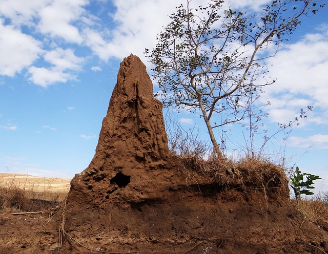 termite treatment