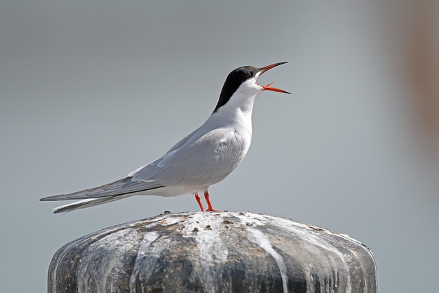 tern