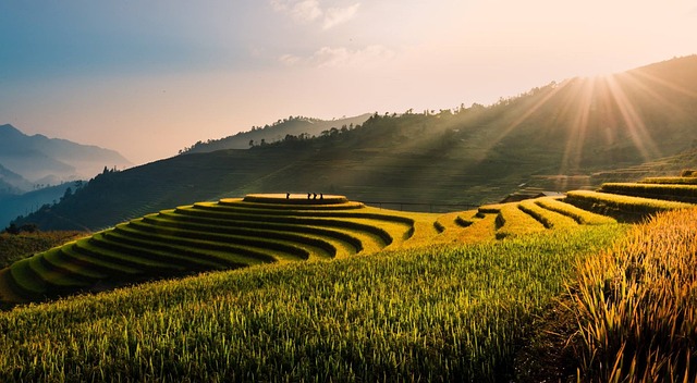 terrace field