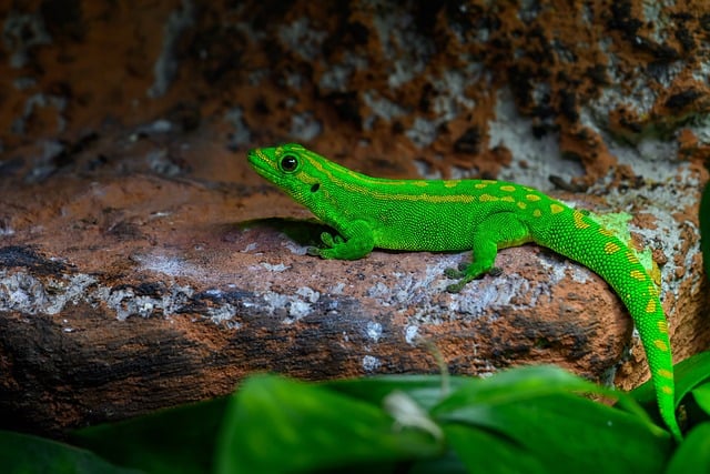 Hình ảnh minh họa ý nghĩa của từ terrestrial ecosystem