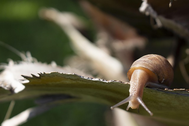 Hình ảnh minh họa ý nghĩa của từ terrestrial life