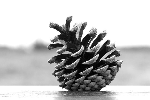 Hình ảnh minh họa ý nghĩa của từ tessellation