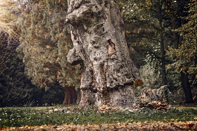 thick wood