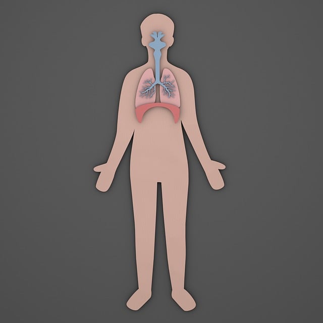 Hình ảnh minh họa ý nghĩa của từ thoracic