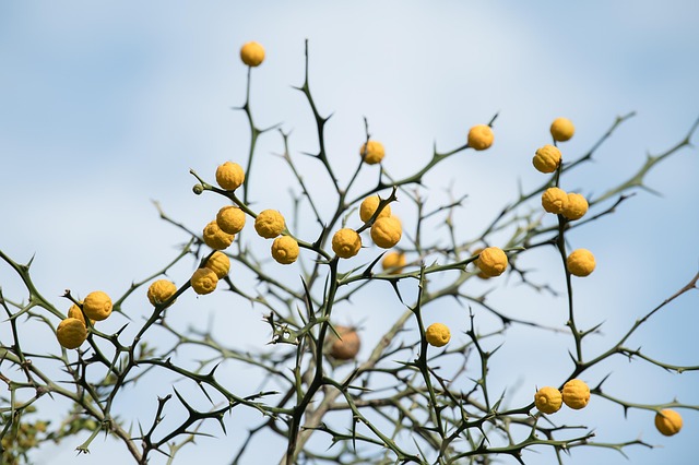 thorny bush