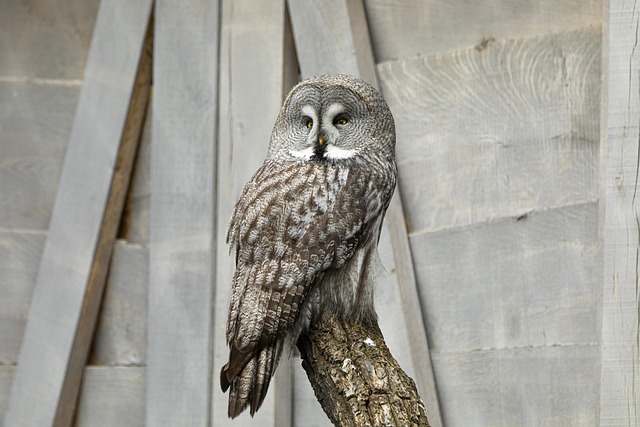 Hình ảnh minh họa ý nghĩa của từ threatened species