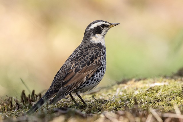 Hình ảnh minh họa ý nghĩa của từ throttle