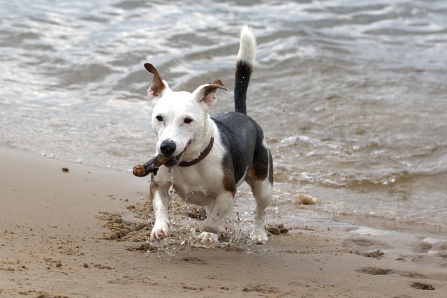 throwing stick