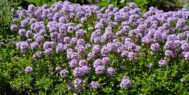 thymus gland