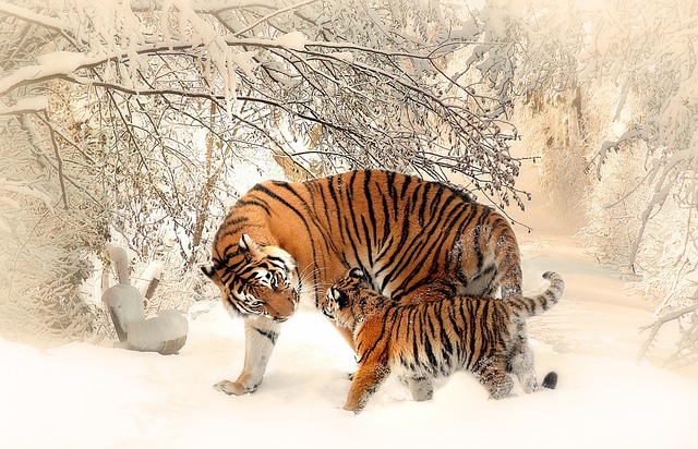 Hình ảnh minh họa ý nghĩa của từ tiger parent