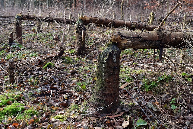 Hình ảnh minh họa ý nghĩa của từ to the detriment of