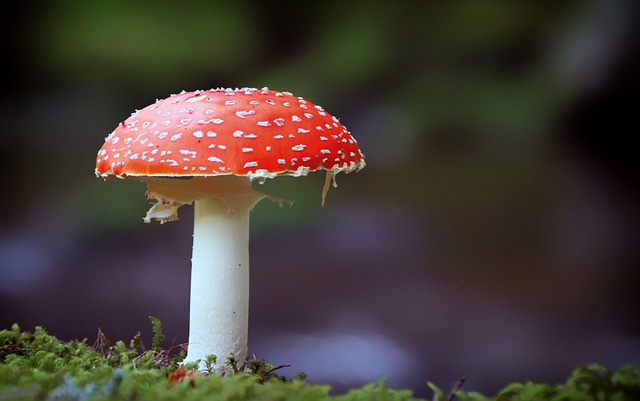 toadstool