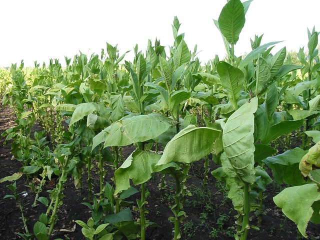 tobacco plant