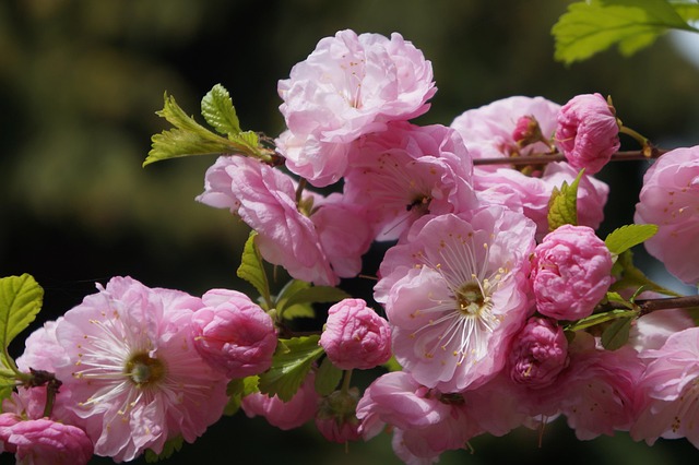 Hình ảnh minh họa ý nghĩa của từ tonsillitis