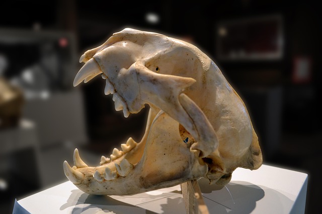 tooth socket