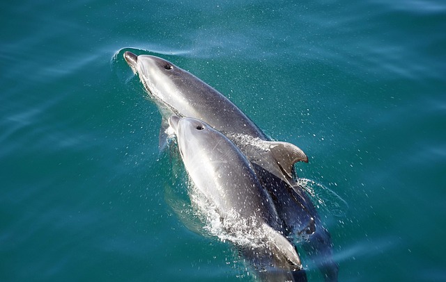 toothed whale