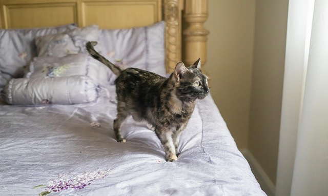 tortie
