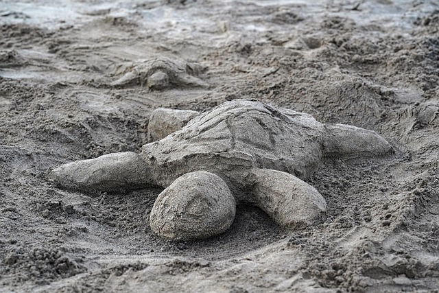 tortoise