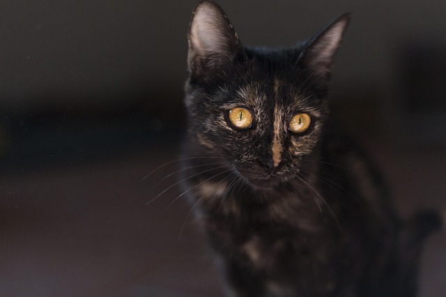 tortoiseshell