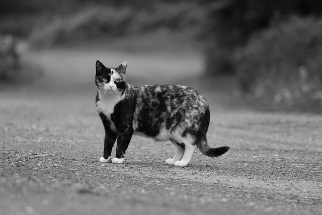 tortoiseshell cat