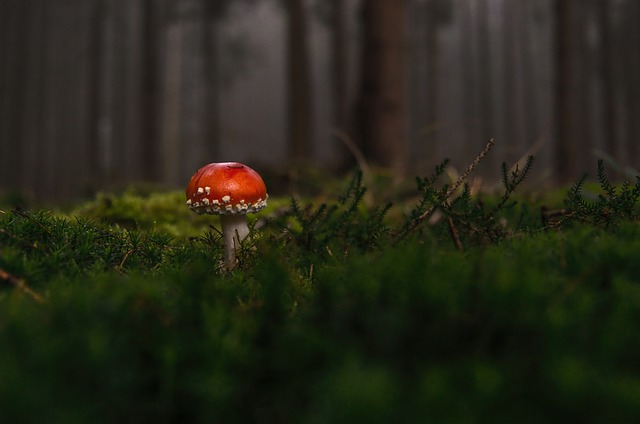 toxic mushroom