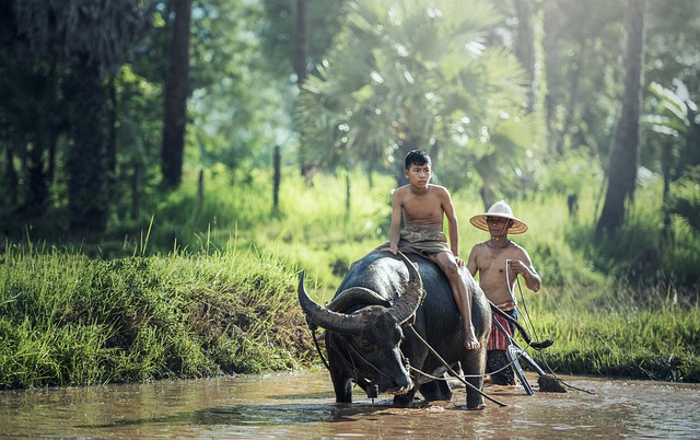 traditional farming