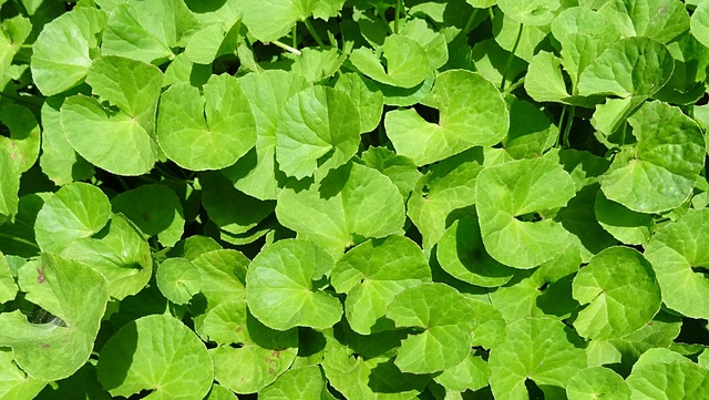 traditional indian medicine