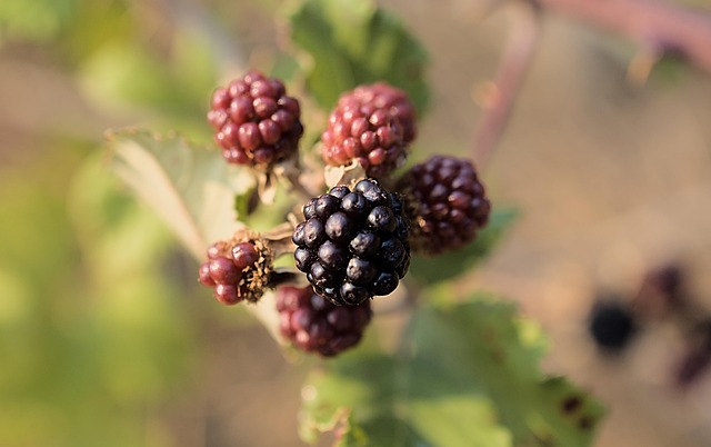 trailing blackberry