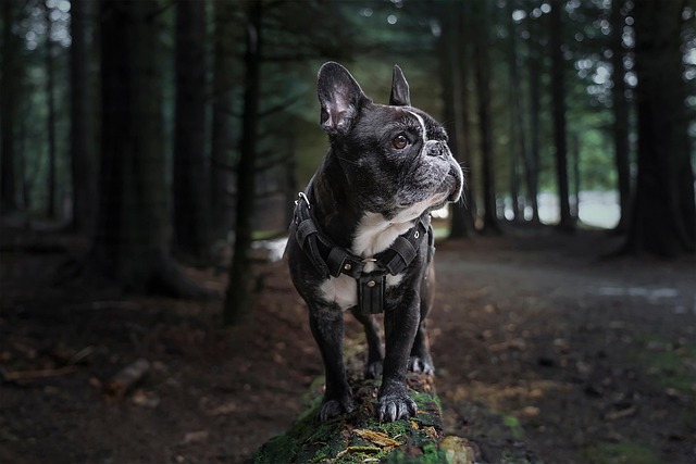 trailing dog