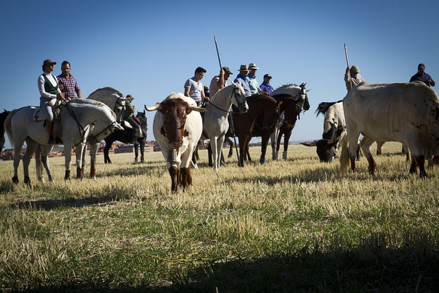 Hình ảnh minh họa ý nghĩa của từ transhumance