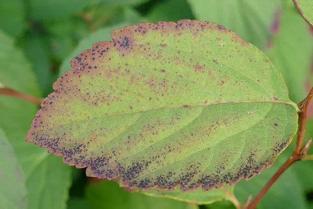 Hình ảnh minh họa ý nghĩa của từ transiently