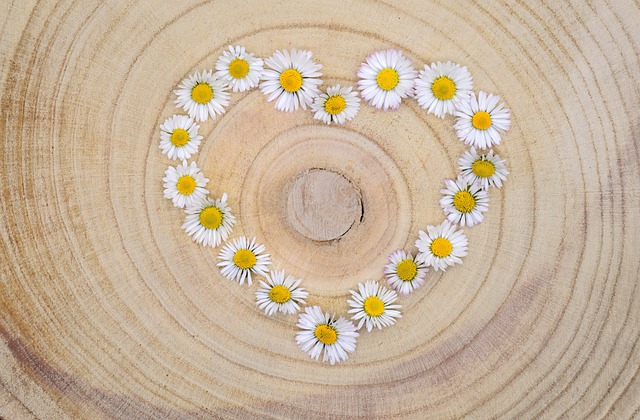 Hình ảnh minh họa ý nghĩa của từ tree-ring dating