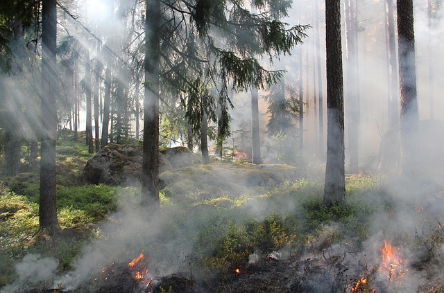 tree conservation
