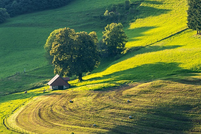 tree farm