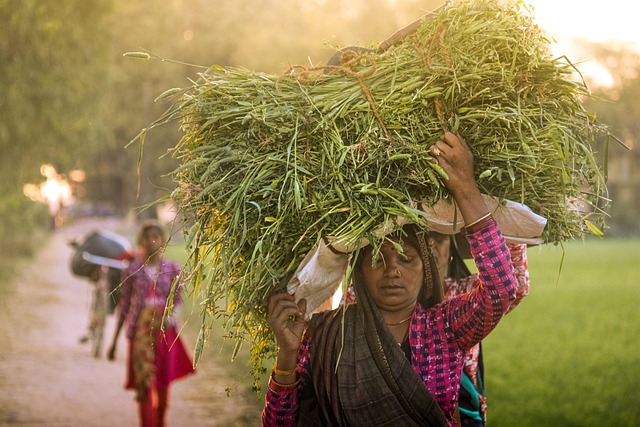 tree farming