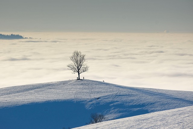 tree line
