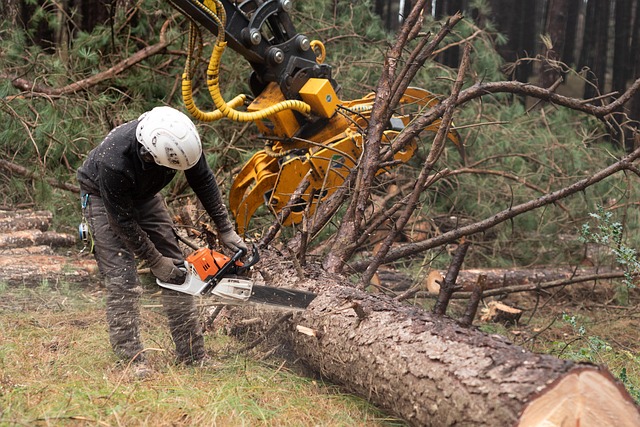 tree saw