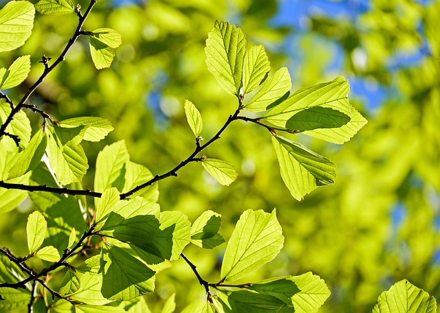 tree structure