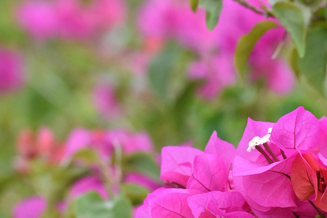 Hình ảnh minh họa ý nghĩa của từ trinitarianism