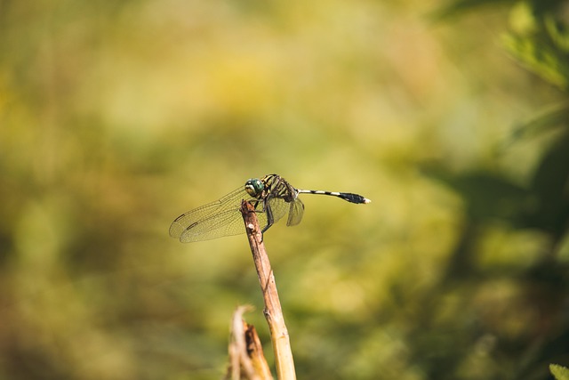 Hình ảnh minh họa ý nghĩa của từ trivially