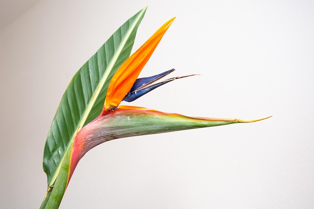 tropical flower