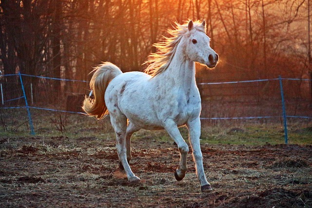 trot