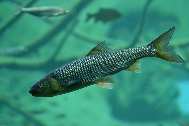 trout