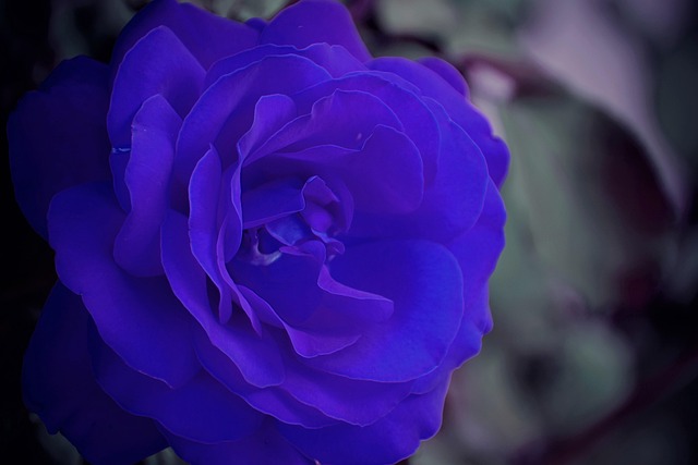 Hình ảnh minh họa ý nghĩa của từ true-to-life