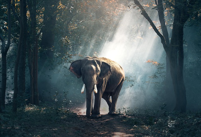 trunk road