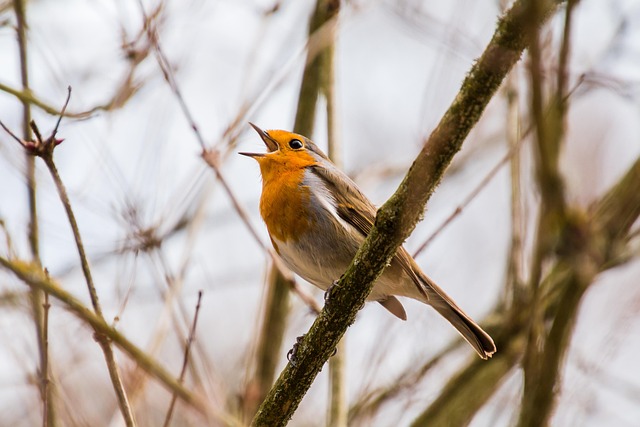 tweet